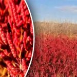 ליד אודסה נמצא צמח ייחודי המוגש במסעדות בהולנד.