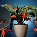 איך להאכיל קפה דקמבריסט: דשן טבעי יעשה נס בחג המולד