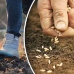 הקציר לא יאכזב אותך: הגנן הכריז על הזמן הטוב ביותר