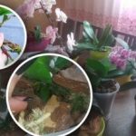 ללא חומרים ממריצים וכימיקלים: באילו תנאים מתרבים סחלבים? ללא חומרים ממריצים וכימיקלים: באילו תנאים מתרבים סחלבים?