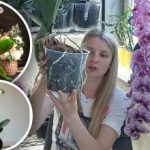 לא כל העציצים מתאימים: מומחה אומר היכן לא כדאי לשתול סחלבים לא כל העציצים מתאימים: מומחה אומר היכן לא כדאי לשתול