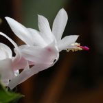 כיצד להימנע מטעויות בטיפול בעצי חג המולד: כל הסודות של