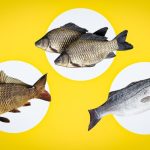 איך לדעת אם הדג טרי: הרופא אמר לנו מה לחפש