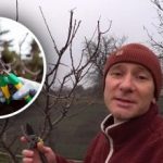 דצמבר הוא הזמן ל"ניתוח" בגינה: מדוע גיזום חורף יעיל יותר