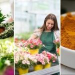 אפילו פרחים מגושמים יתעוררו לחיים תוך יום: דשן ביתי ללא