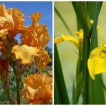 הטבע הפתיע את כולם: פרח קיץ פרח באופן בלתי צפוי