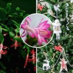 Decembrist יפרח בחג המולד: הסוד טמון לא בהאכלה, אלא בטמפרטורה